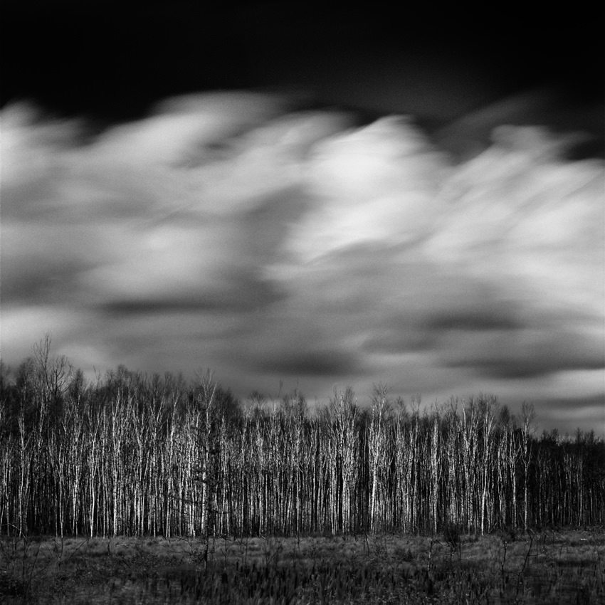 Buy archival fine art black and white photographic landscape print «Windy Forest»