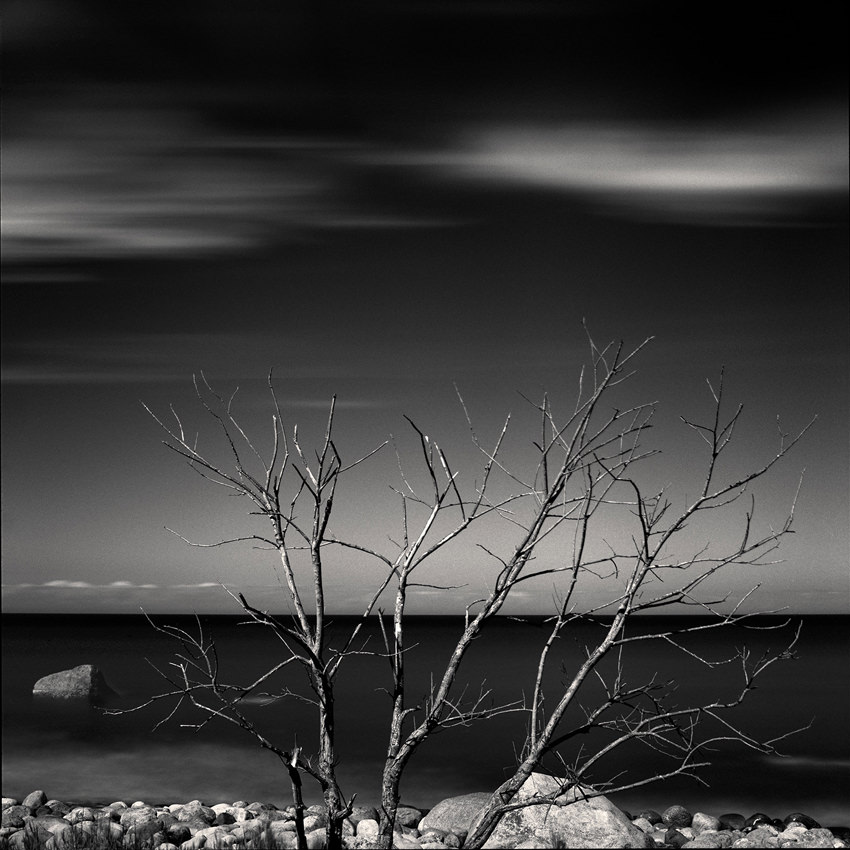 Buy fine art black and white photographic seascape print «Dead Tree»